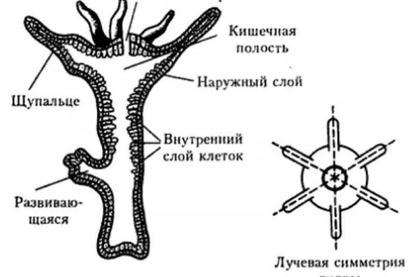 Kraken сайт tor